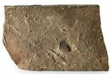 Cruziana (Fossil Trilobite Trackway) - Morocco #274958-1